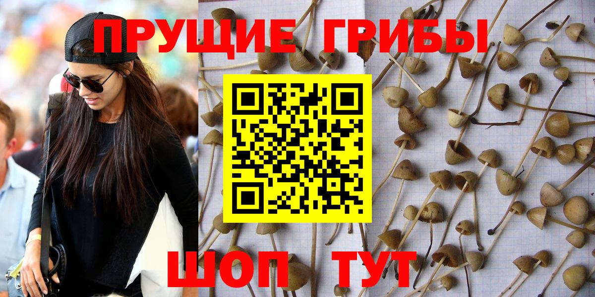 Псилоцибиновые грибы мицелий Хабаровск
